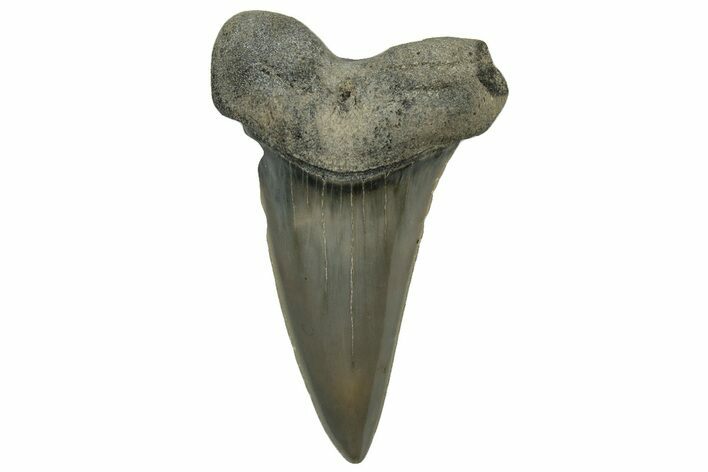 Fossil Mako Tooth - Lee Creek (Aurora), NC #300584